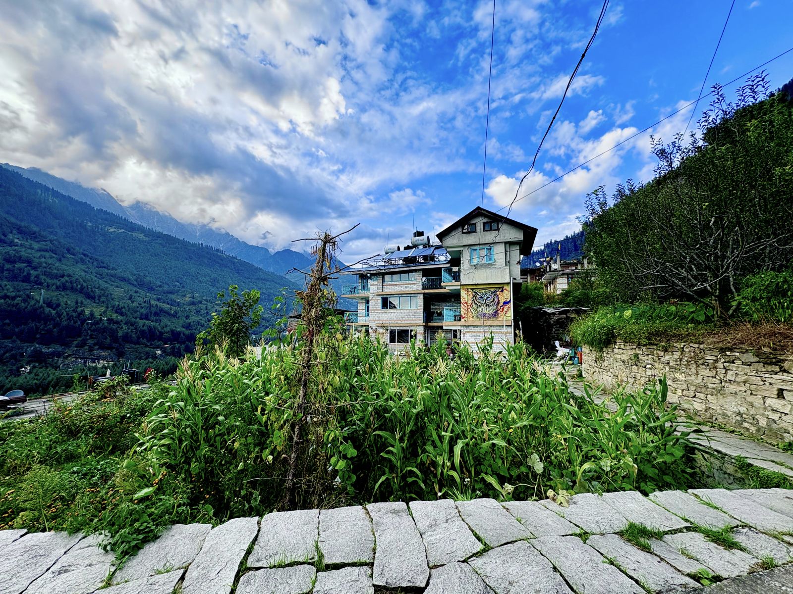 Misfits building with an owl mural, seen across a cornfield in Vashisht