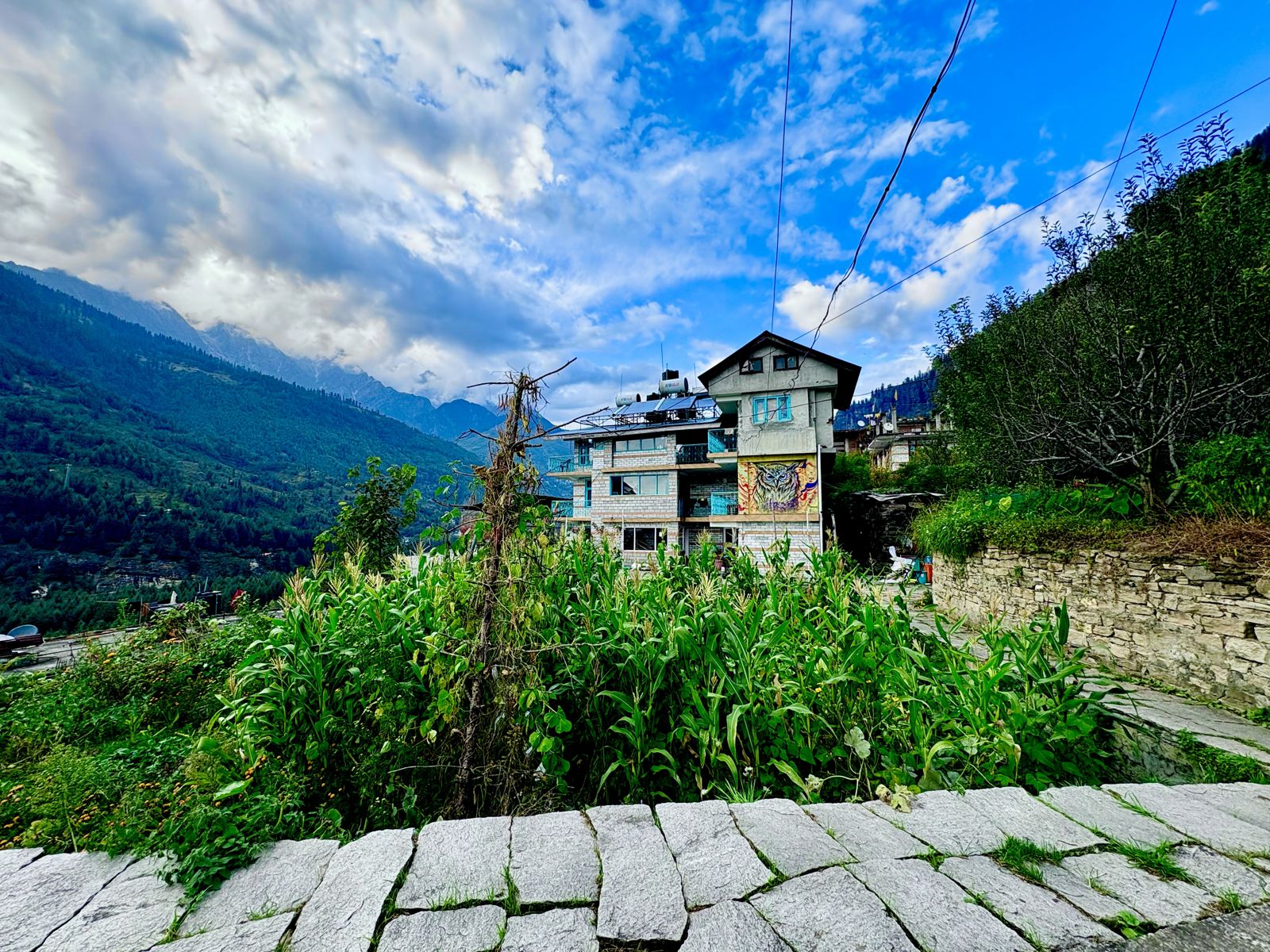 Misfits Hostel building with its owl mural behind a cornfield and paving stones, Vashisht, Manali